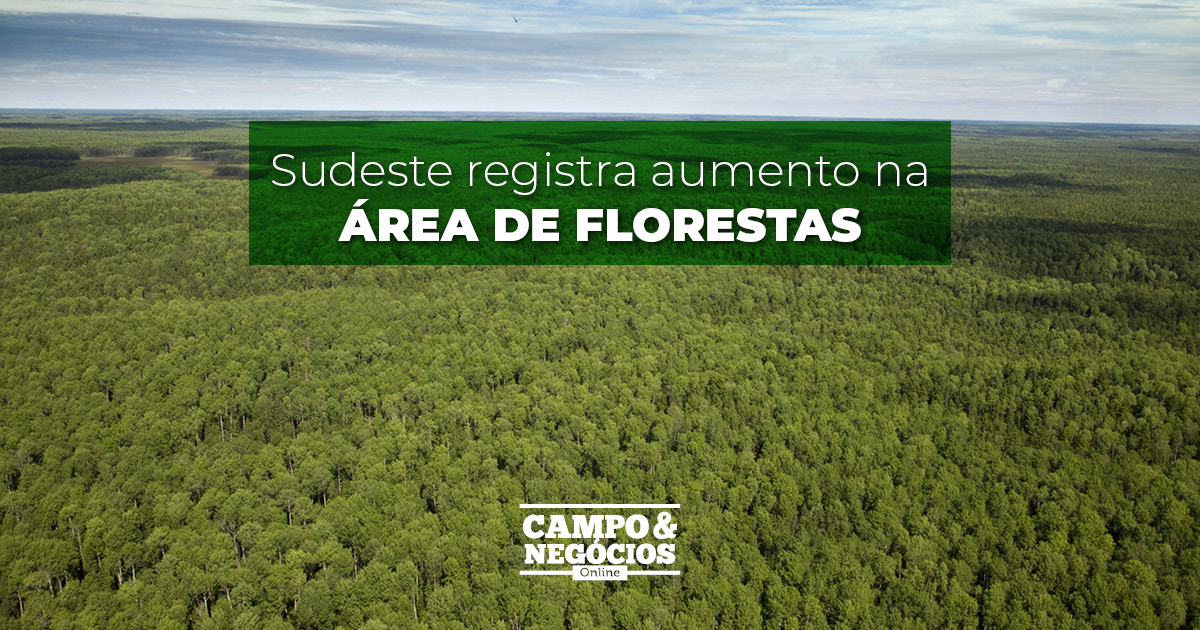 Sudeste registra aumento na área de florestas