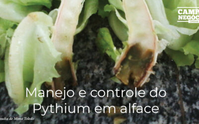 Manejo e controle do Pythium em alface