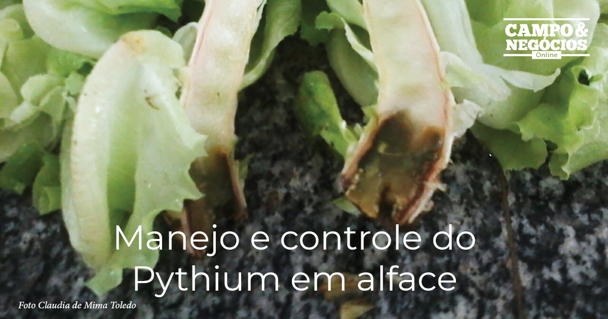 Manejo e controle do Pythium em alface