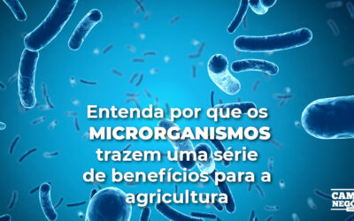 Entenda por que os microrganismos trazem uma série de benefícios para a agricultura