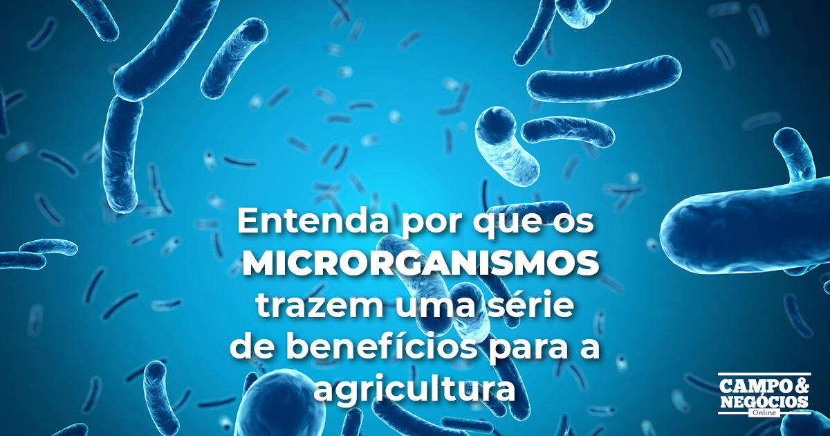 Entenda por que os microrganismos trazem uma série de benefícios para a agricultura