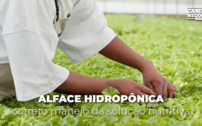 Alface hidropônica: correto manejo da solução nutritiva