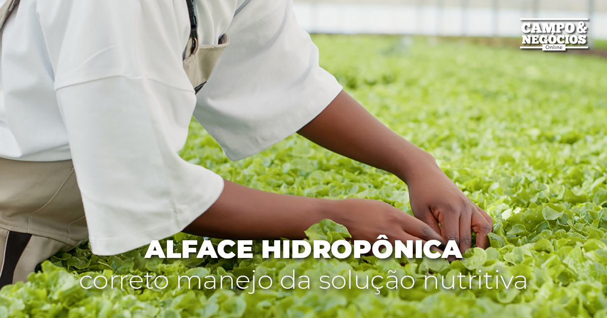 Alface hidropônica: correto manejo da solução nutritiva