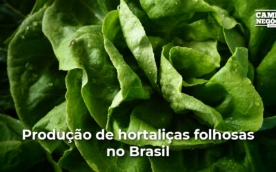 Produção de hortaliças folhosas no Brasil