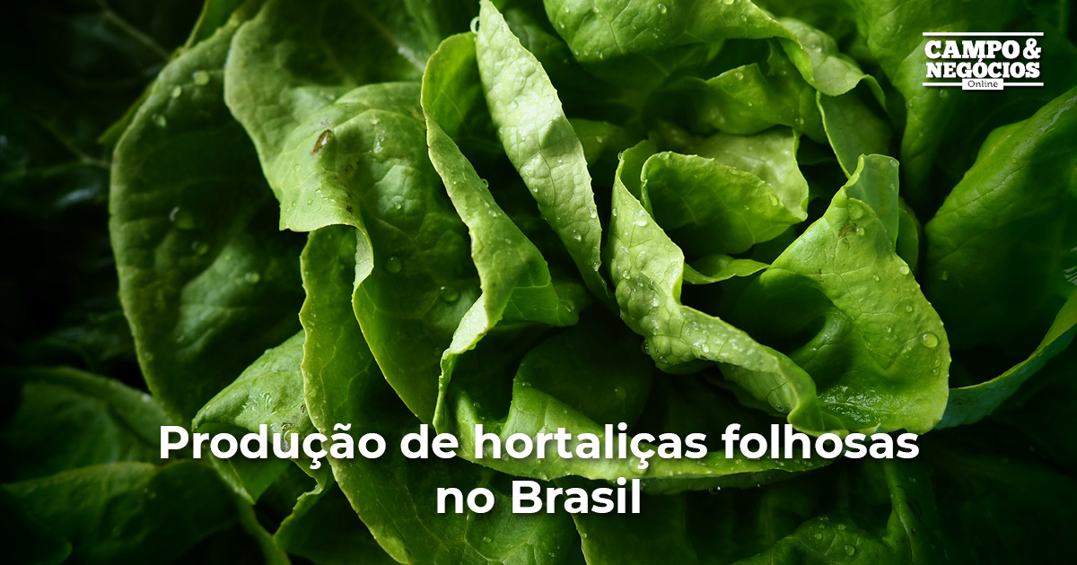 Produção de hortaliças folhosas no Brasil