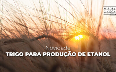 Novidade: trigo para produção de etanol