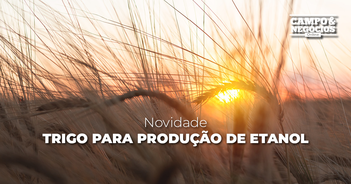 Novidade: trigo para produção de etanol