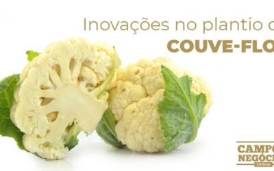 Inovações no plantio de couve-flor