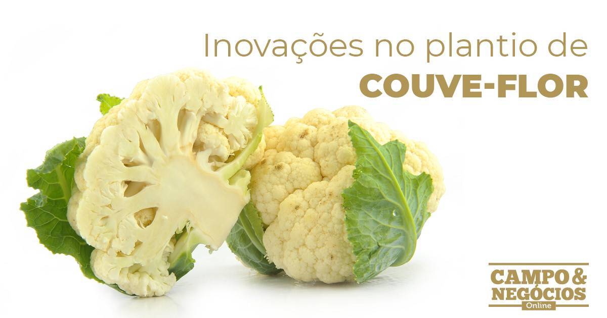 Inovações no plantio de couve-flor