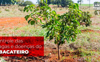 Controle das pragas e doenças do abacateiro