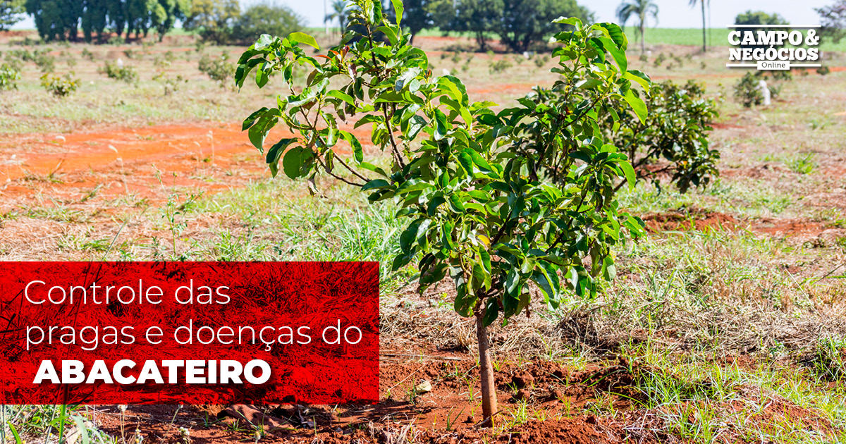 Controle das pragas e doenças do abacateiro