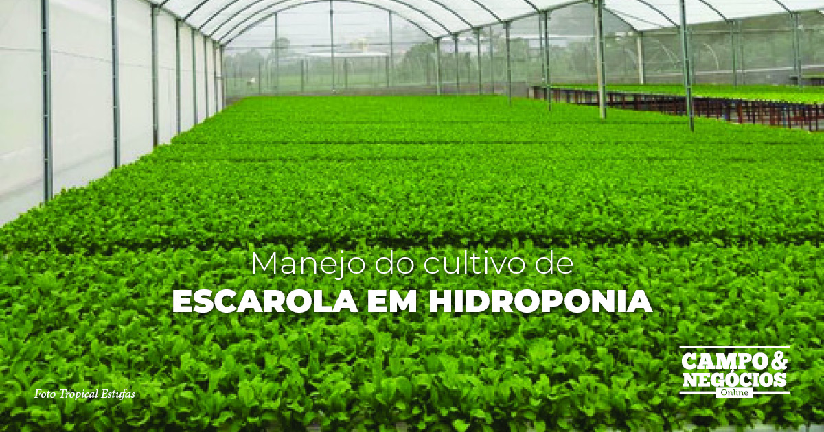 Manejo do cultivo de escarola em hidroponia