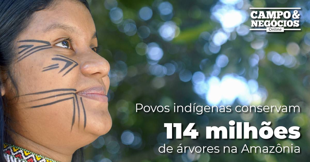 Povos indígenas conservam 114 milhões de árvores na Amazônia