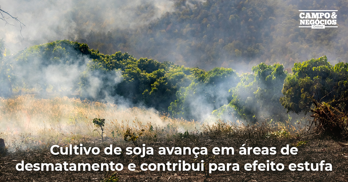 Cultivo de soja avança em áreas de desmatamento e contribui para efeito estufa