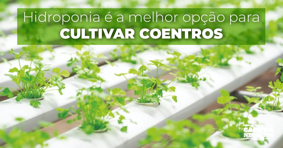 Hidroponia é a melhor opção para cultivar coentros