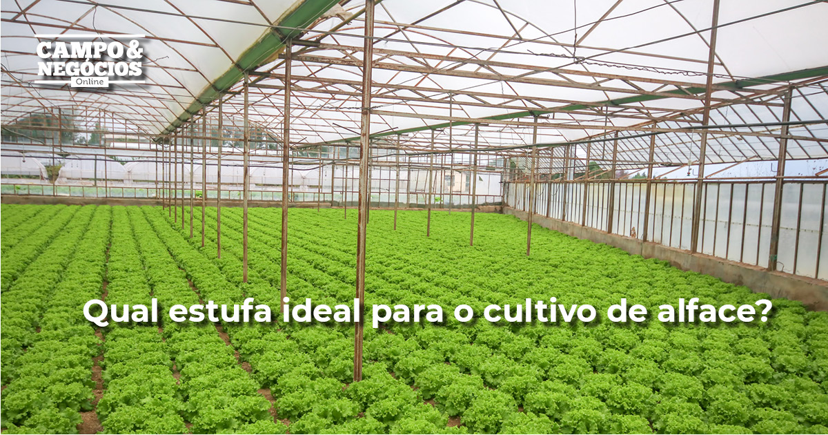 Qual estufa ideal para o cultivo de alface?