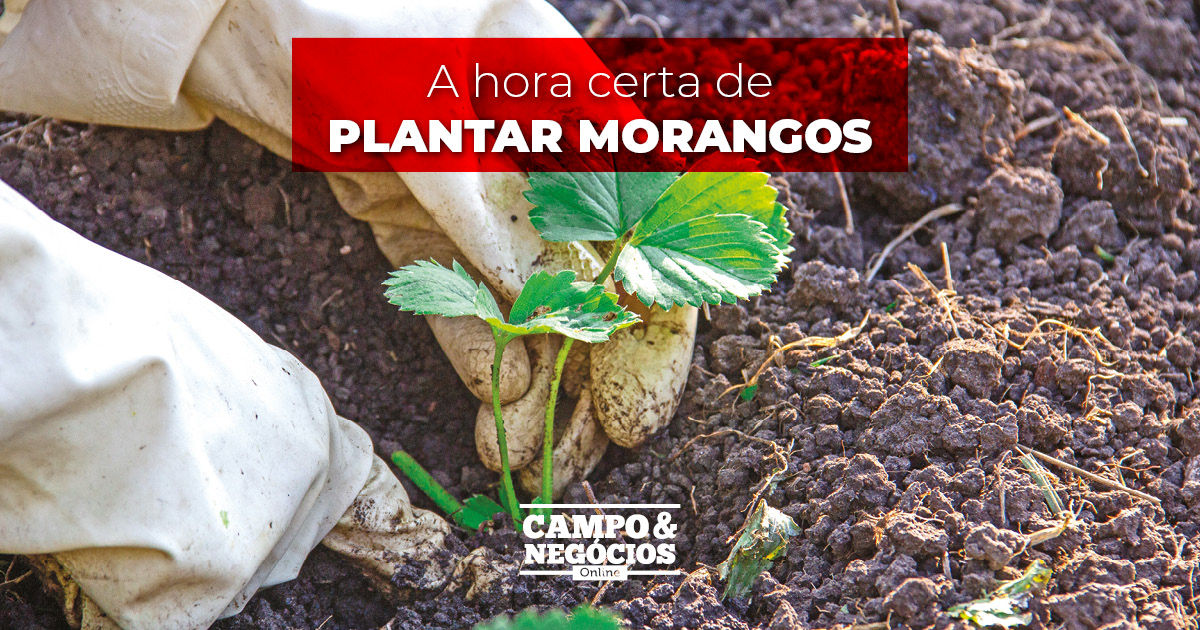 A hora certa de plantar morangos