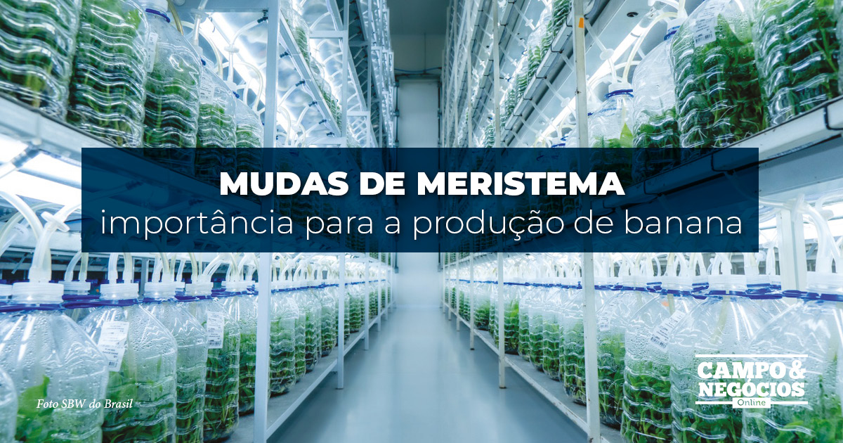 Mudas de meristema: importância para a produção de banana