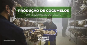 Produção de cogumelos em fazendas verticais