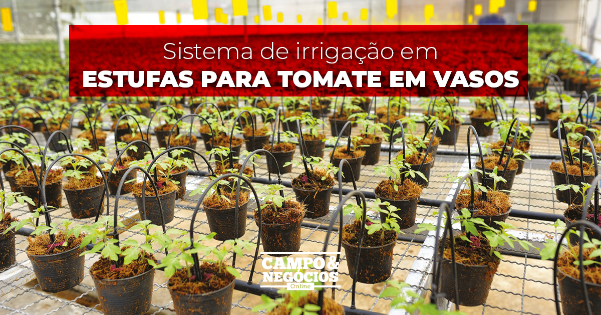 Sistema de irrigação em estufas para tomate em vasos