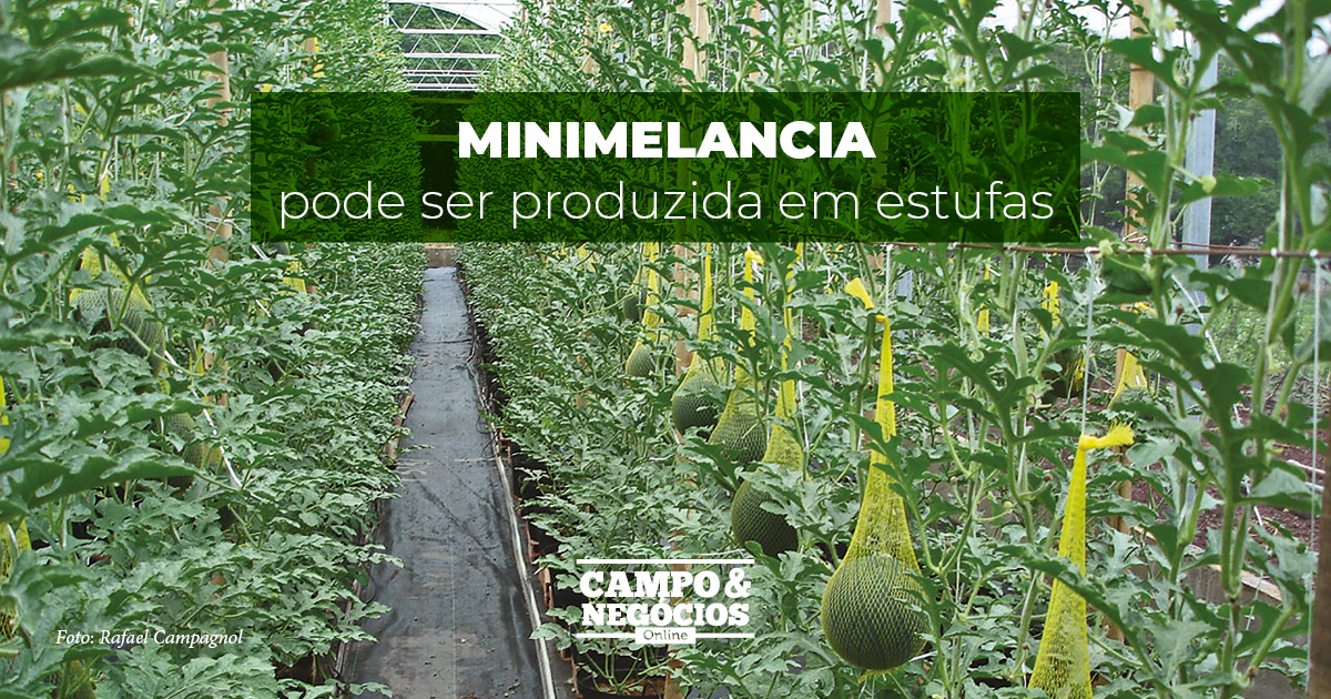 Minimelancia pode ser produzida em estufas