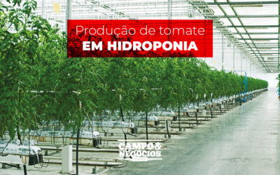 Produção de tomate em hidroponia