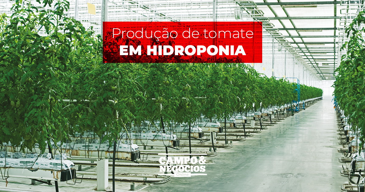 Produção de tomate em hidroponia