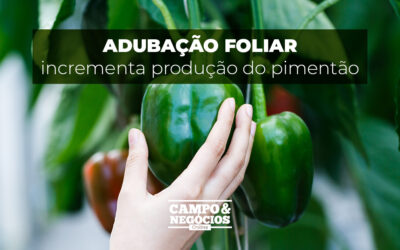 Adubação foliar incrementa produção do pimentão