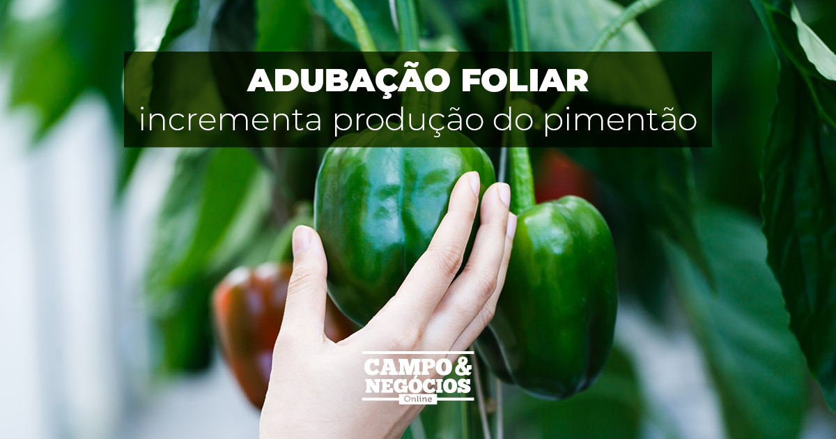 Adubação foliar incrementa produção do pimentão