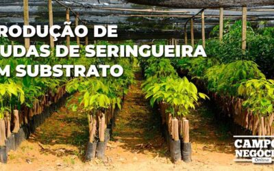 Produção de mudas de seringueira em substrato