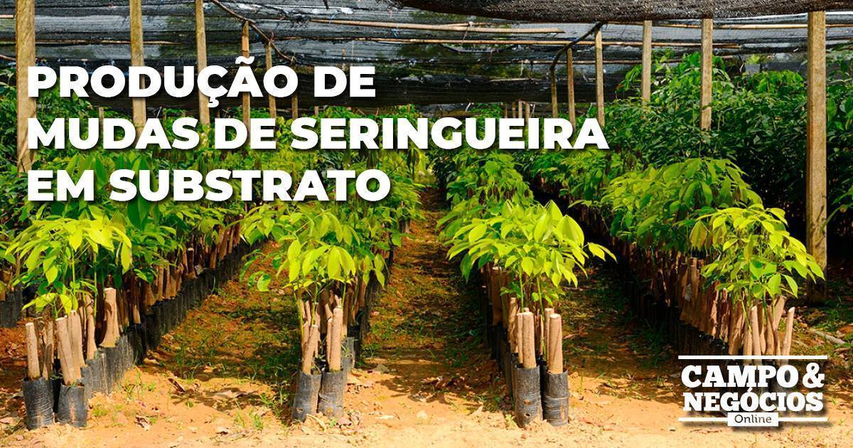 Produção de mudas de seringueira em substrato