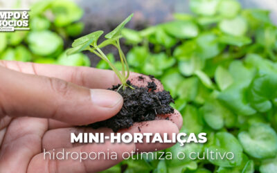 Mini-hortaliças: hidroponia otimiza o cultivo