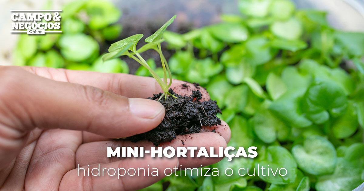 Mini-hortaliças: hidroponia otimiza o cultivo