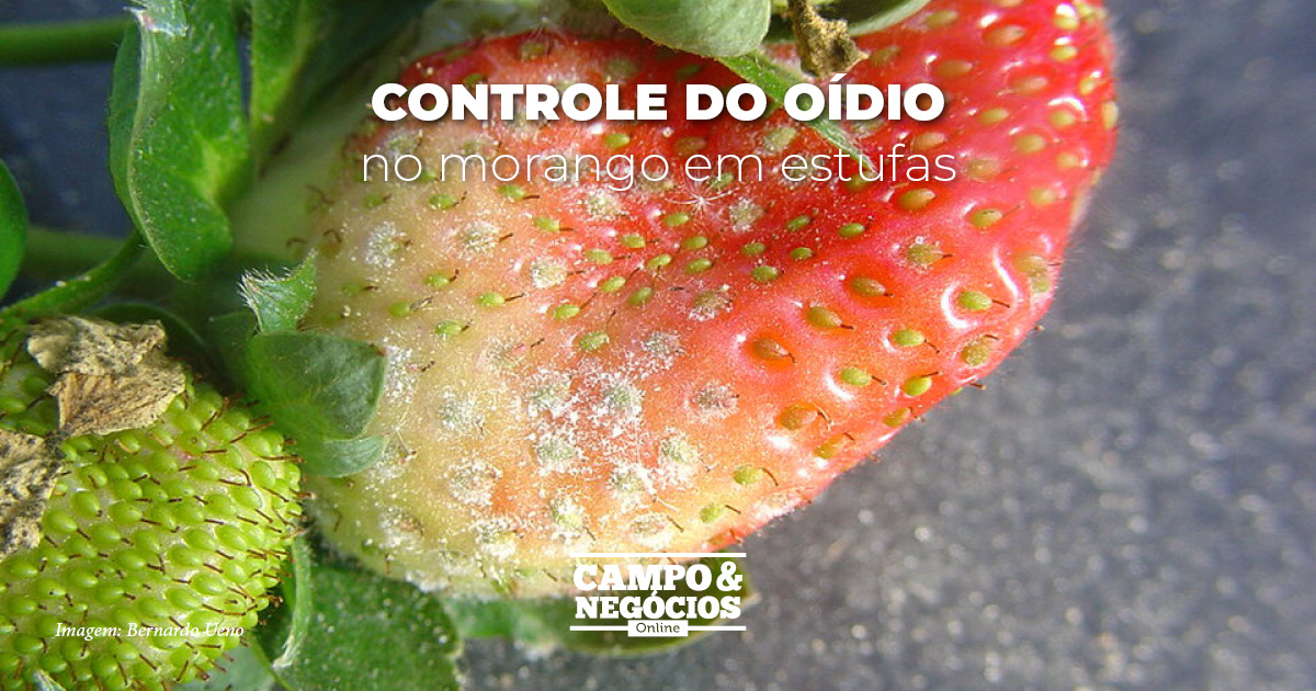 Controle do oídio no morango em estufas