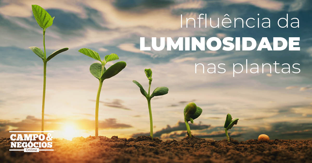 Influência da luminosidade nas plantas