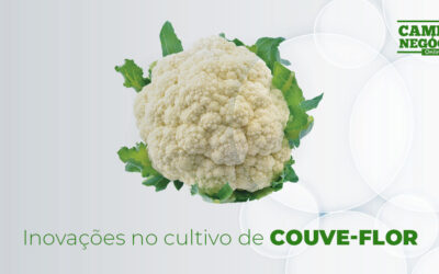 Inovações no cultivo de couve-flor