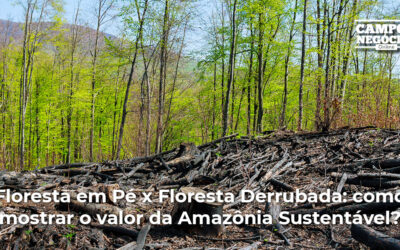 Floresta em Pé x Floresta Derrubada: como mostrar o valor da Amazônia Sustentável?