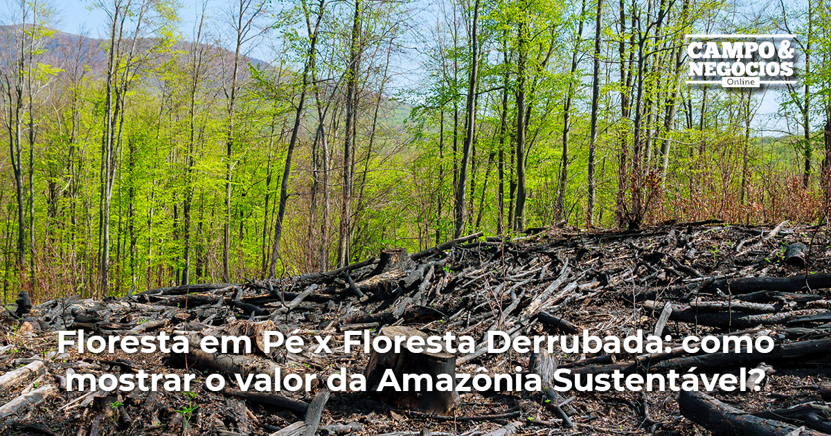 Floresta em Pé x Floresta Derrubada: como mostrar o valor da Amazônia Sustentável?