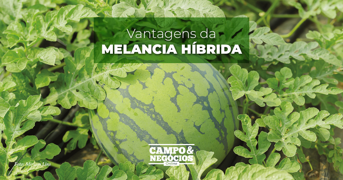 Vantagens da melancia híbrida