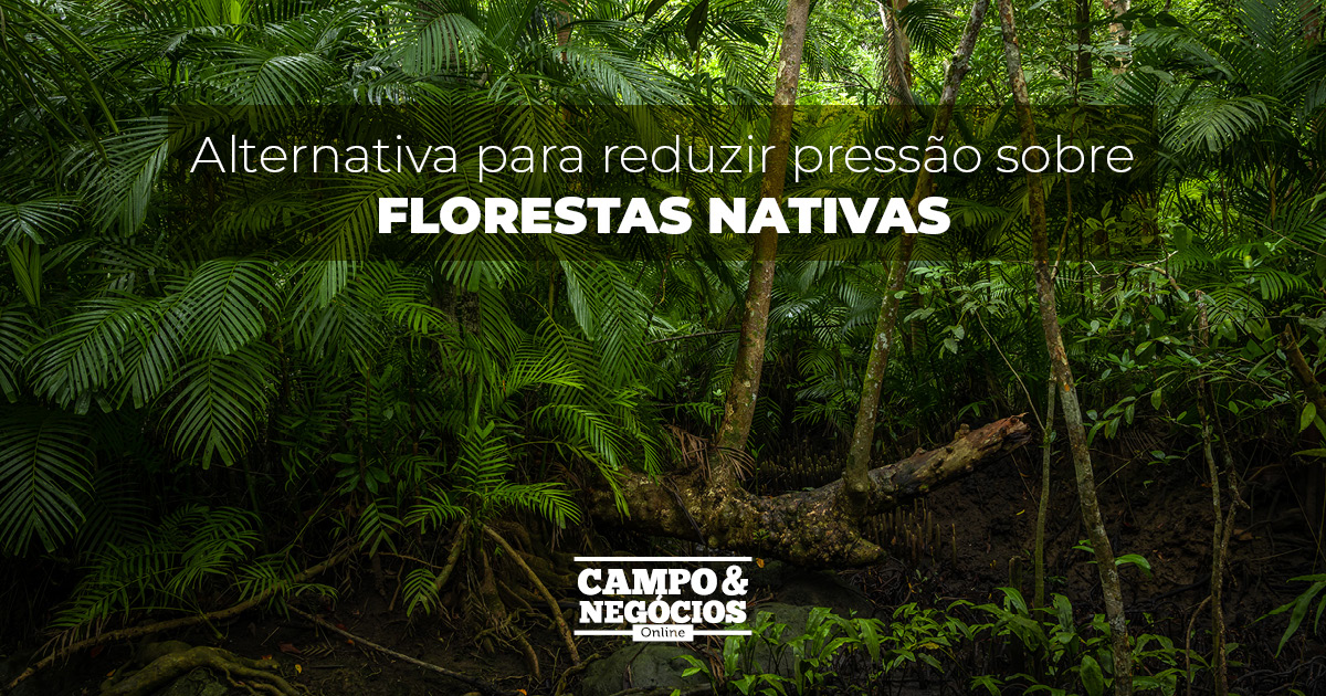 Alternativa para reduzir pressão sobre florestas nativas