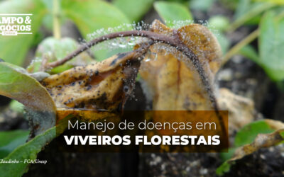 Manejo de doenças em viveiros florestais