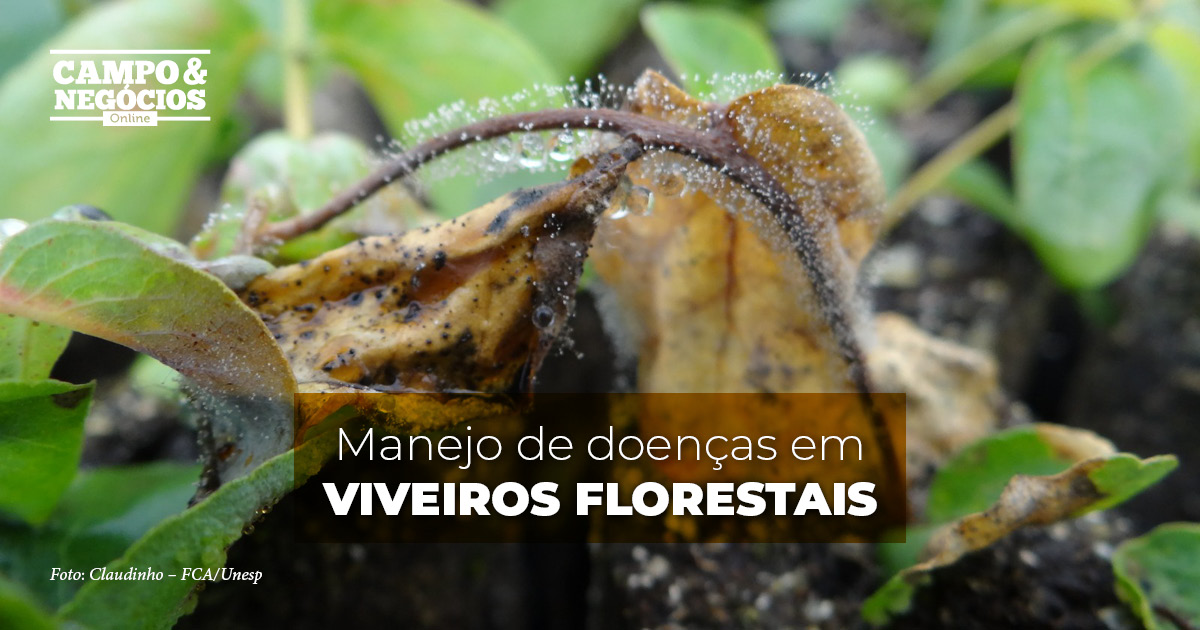 Manejo de doenças em viveiros florestais