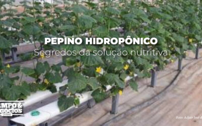 Pepino hidropônico: segredos da solução nutritiva