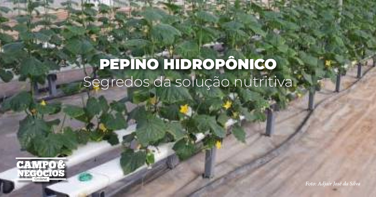 Pepino hidropônico: segredos da solução nutritiva