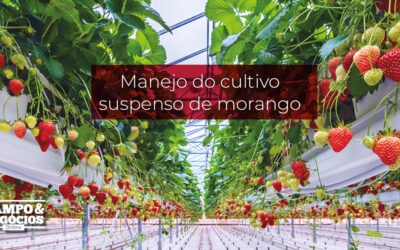 Manejo do cultivo suspenso de morango