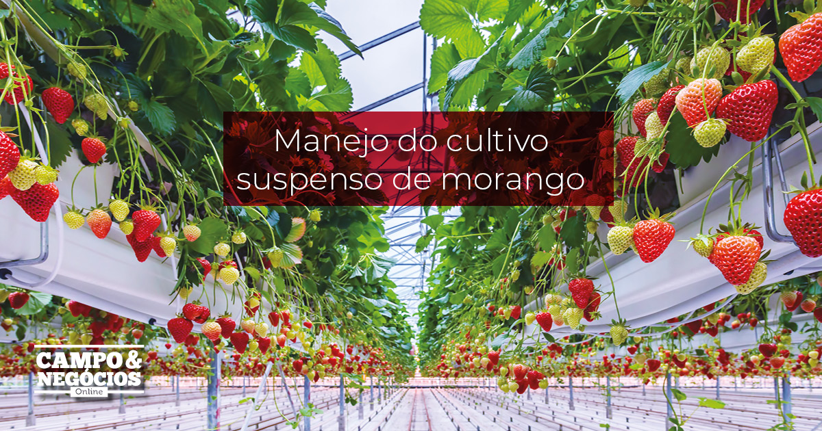 Manejo do cultivo suspenso de morango