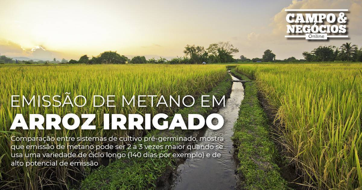 Estudo quantifica emissão de metano em arroz irrigado