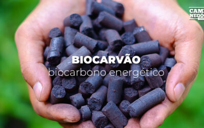Biocarvão: biocarbono energético