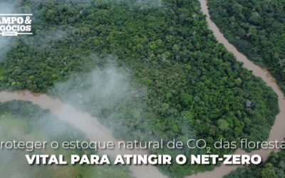 Proteger o estoque natural de CO2 das florestas: vital para atingir o net-zero