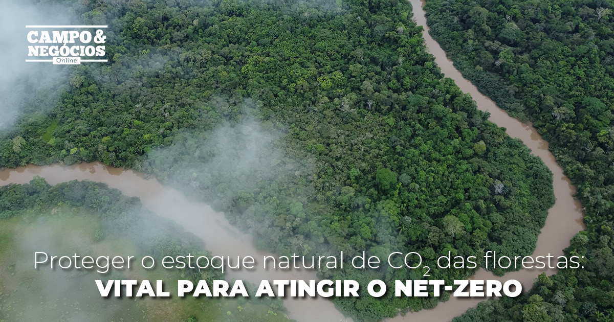 Proteger o estoque natural de CO2 das florestas: vital para atingir o net-zero